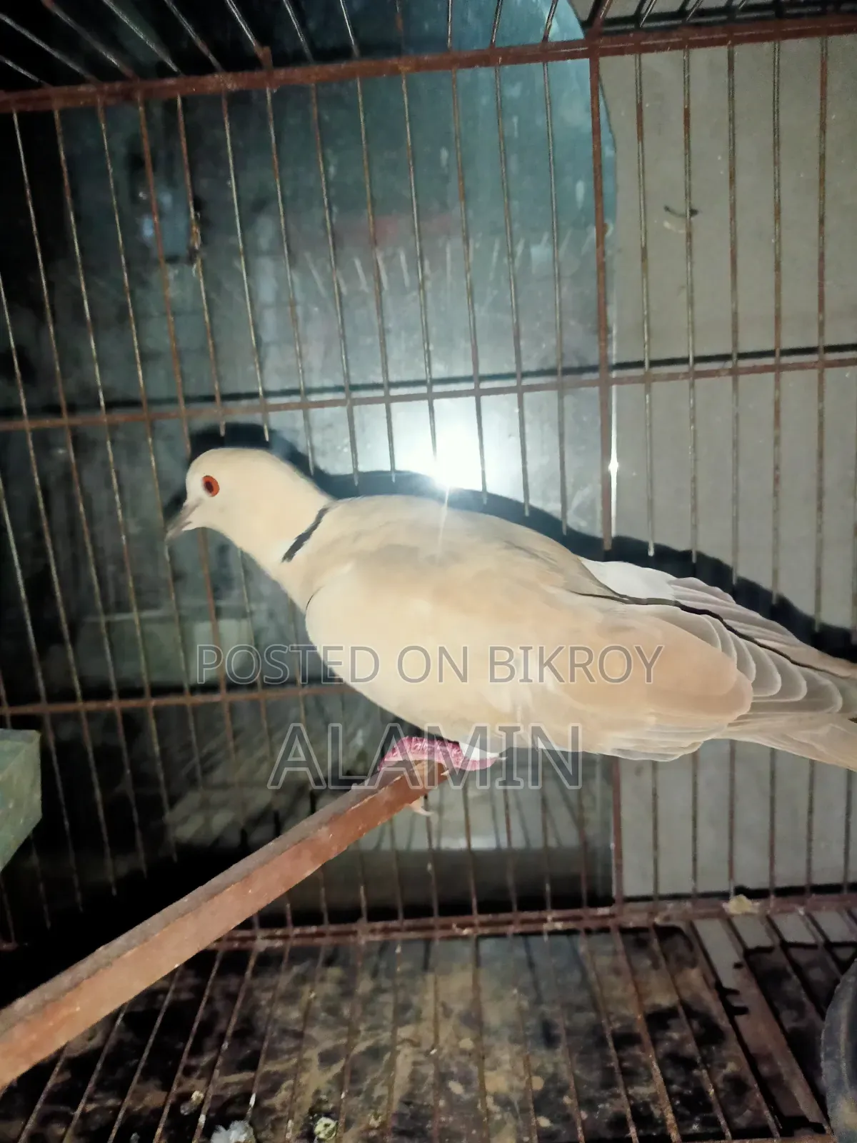 একজোড়া ঘুঘু পাখি বিক্রি হবে