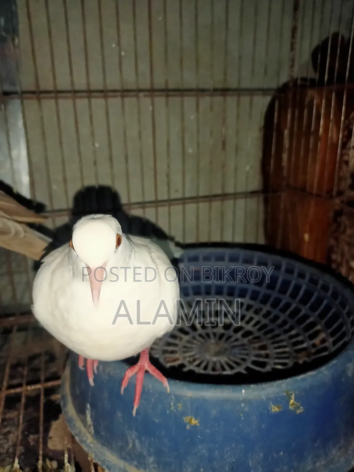 একজোড়া ঘুঘু পাখি বিক্রি হবে
