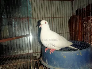 একজোড়া ঘুঘু পাখি বিক্রি হবে