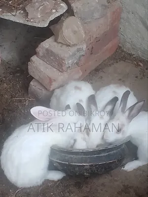 ক্রস ব্রিড খরগোশ