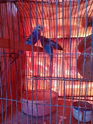 Budgerigar Bird