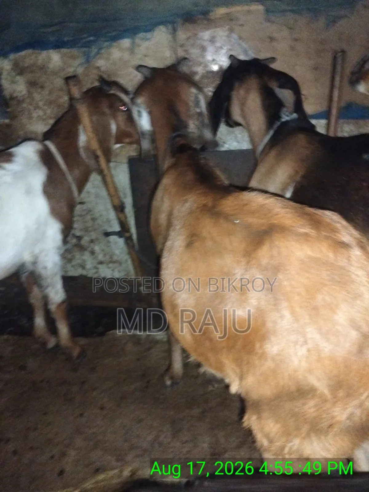 খাসি বিক্রি হবে