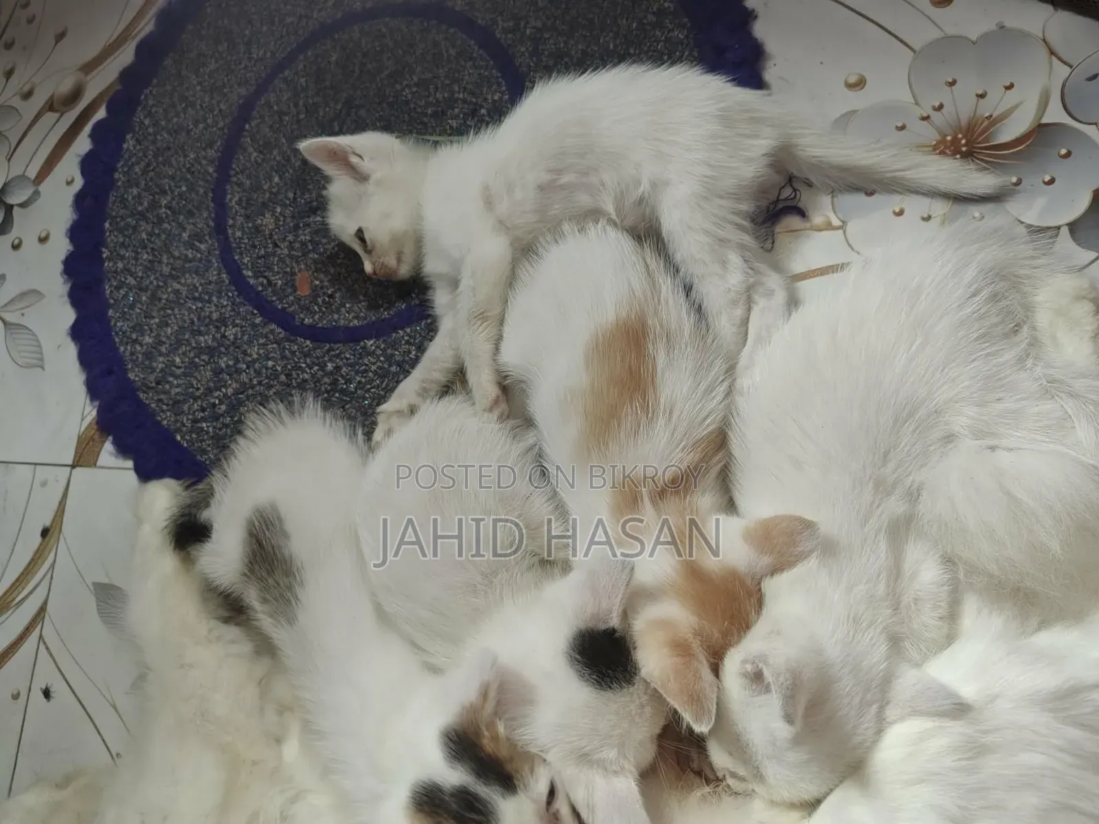 0-1 month Female Mixed Breed Persian