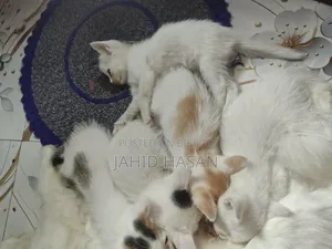 0-1 month Female Mixed Breed Persian