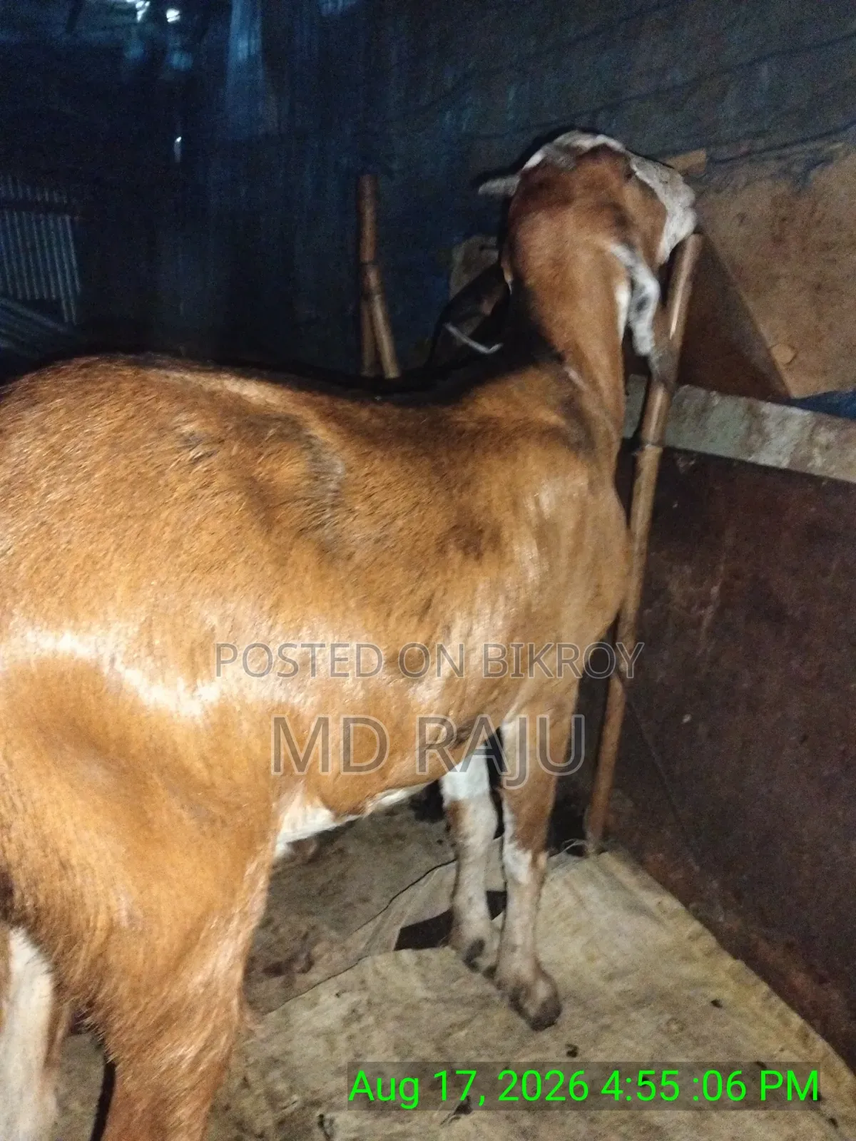 খাসি বিক্রি হবে