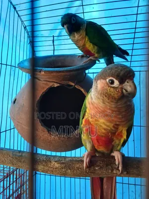 ডাবল রেড ফেক্টর পাইনাপেল কুনুর