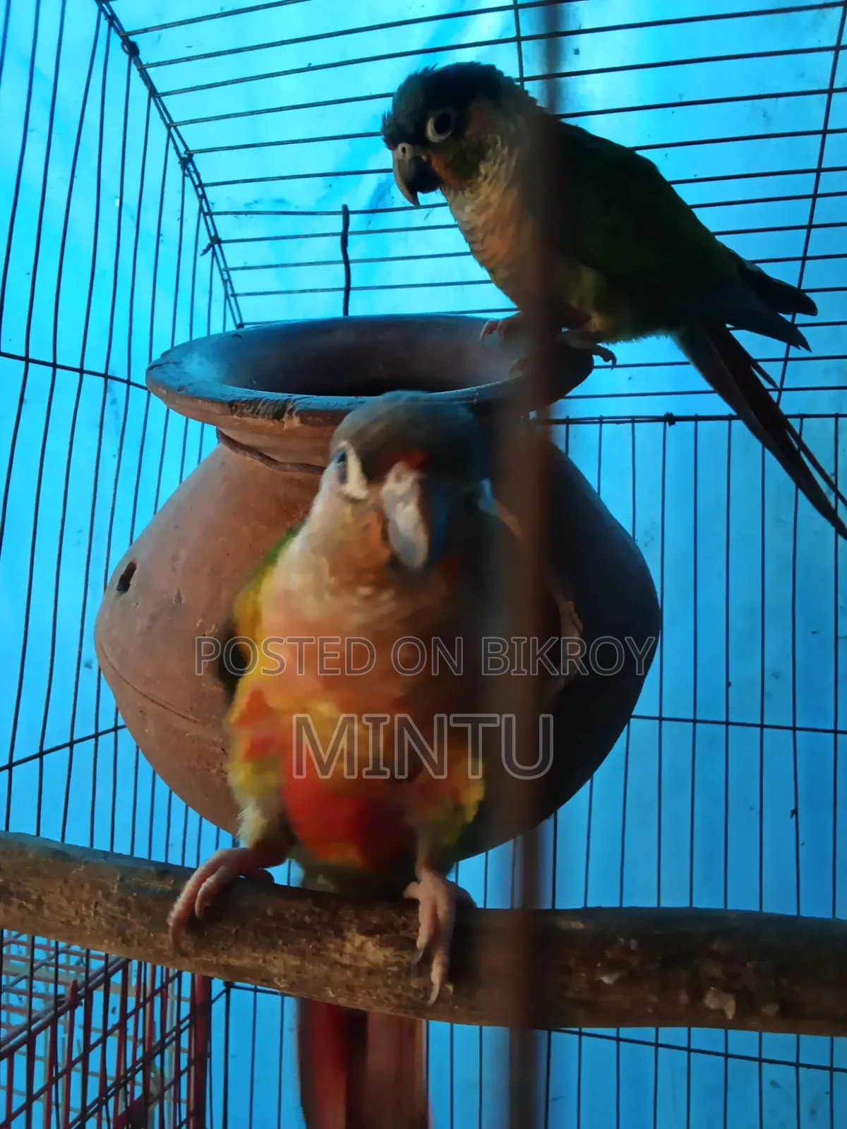 ডাবল রেড ফেক্টর পাইনাপেল কুনুর