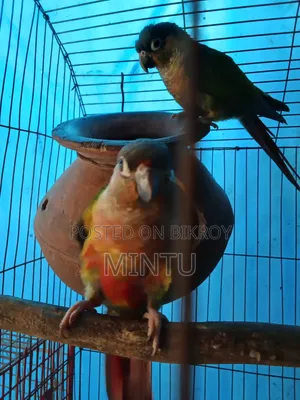 ডাবল রেড ফেক্টর পাইনাপেল কুনুর