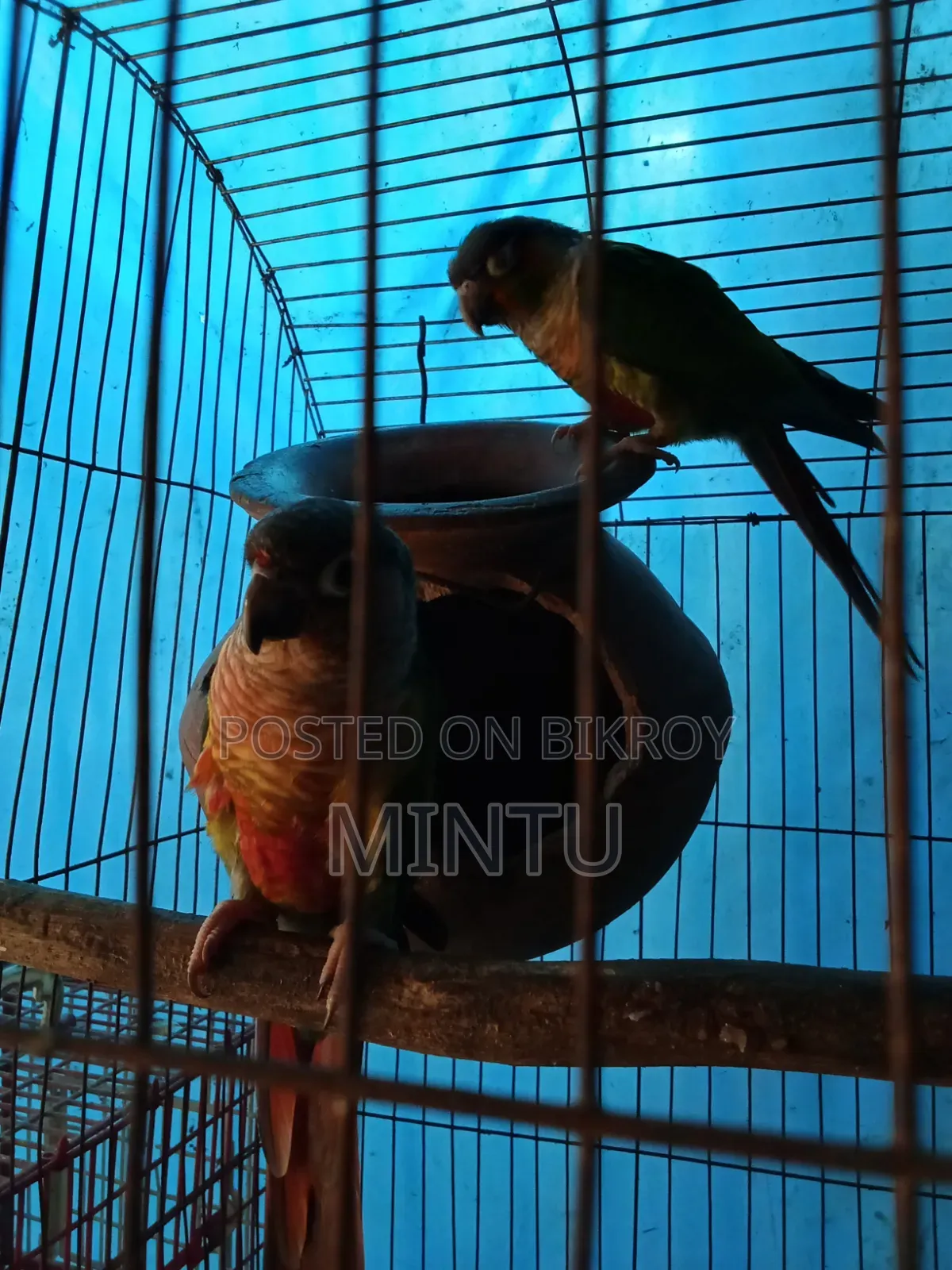 ডাবল রেড ফেক্টর পাইনাপেল কুনুর