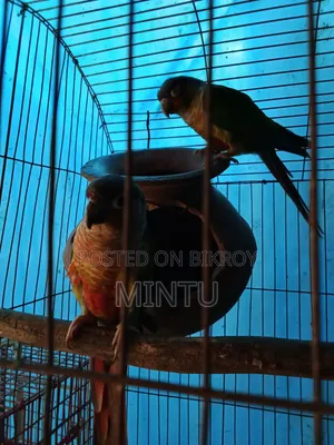 ডাবল রেড ফেক্টর পাইনাপেল কুনুর