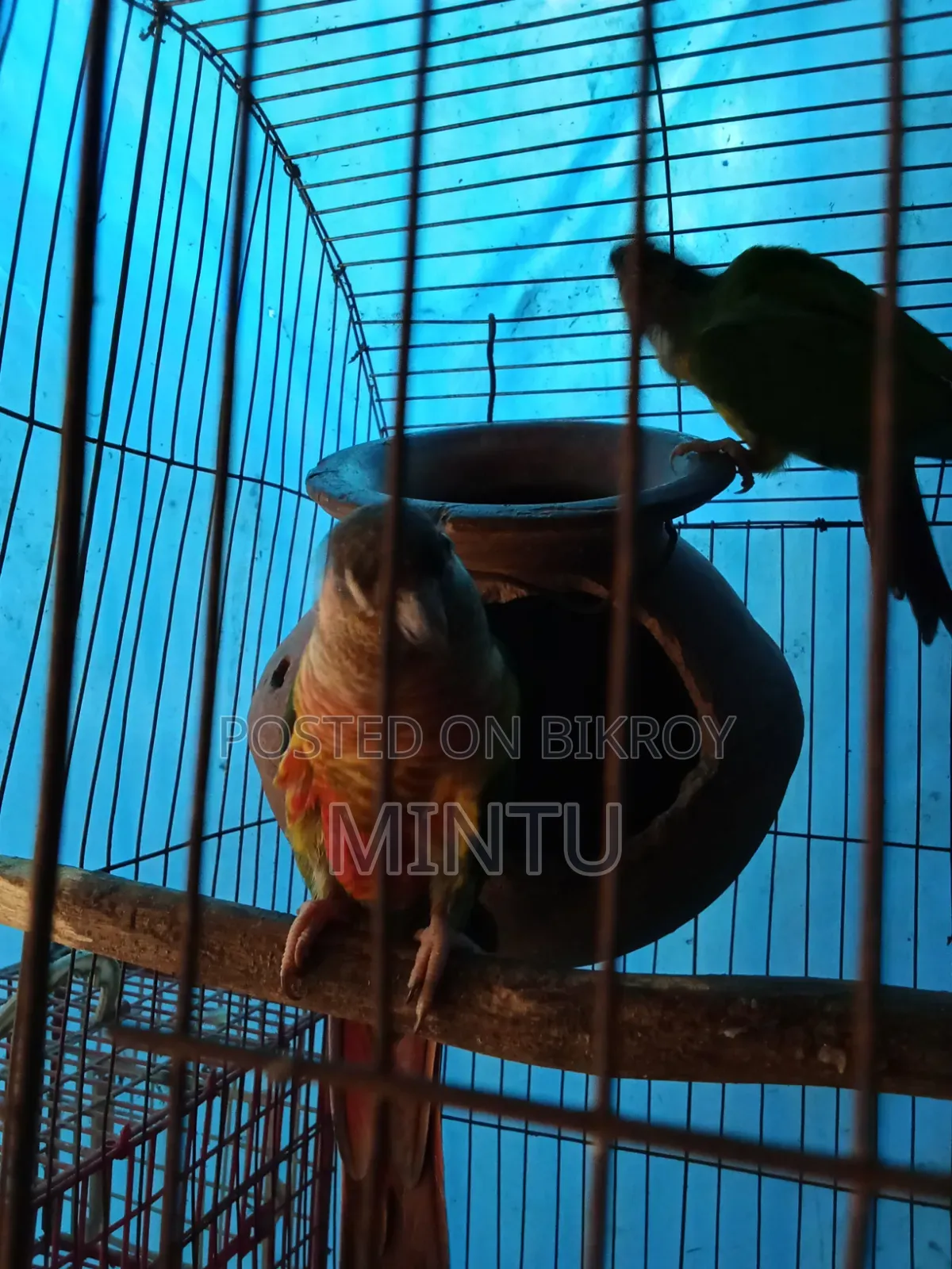 ডাবল রেড ফেক্টর পাইনাপেল কুনুর
