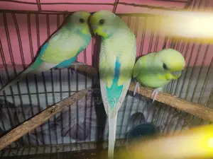 সুন্দর কিছু রেনবো এডাল্ট ও সেমি বাজরিগার বিক্রি হবে
