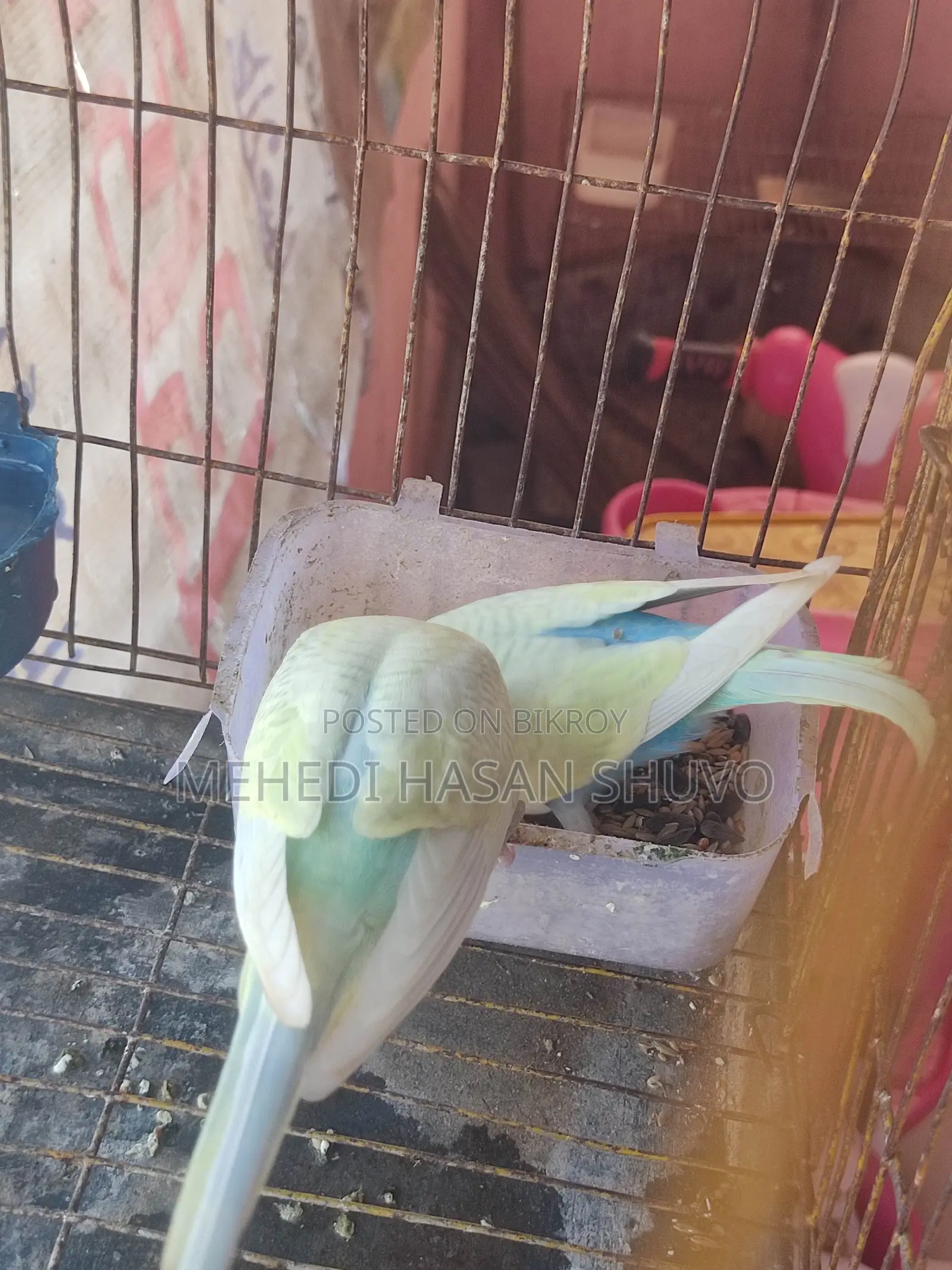 সুন্দর কিছু রেনবো এডাল্ট ও সেমি বাজরিগার বিক্রি হবে