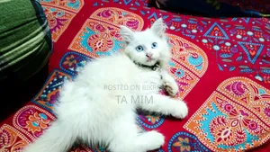 ৩-৬ মাসের মেল পিওরব্রেড পার্সিয়ান