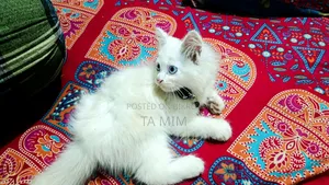 ৩-৬ মাসের মেল পিওরব্রেড পার্সিয়ান