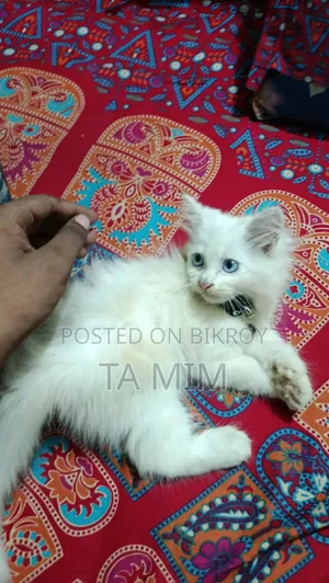 ৩-৬ মাসের মেল পিওরব্রেড পার্সিয়ান