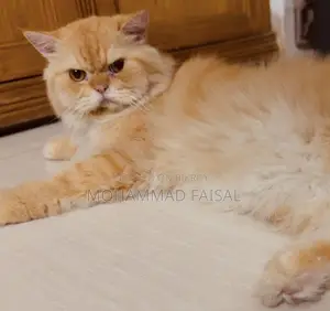 1+ Year Male Purebred Persian