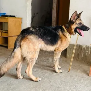 ৬-১২ মাস বয়সী পুরুষ বিশুদ্ধ জার্মান শেফার্ড