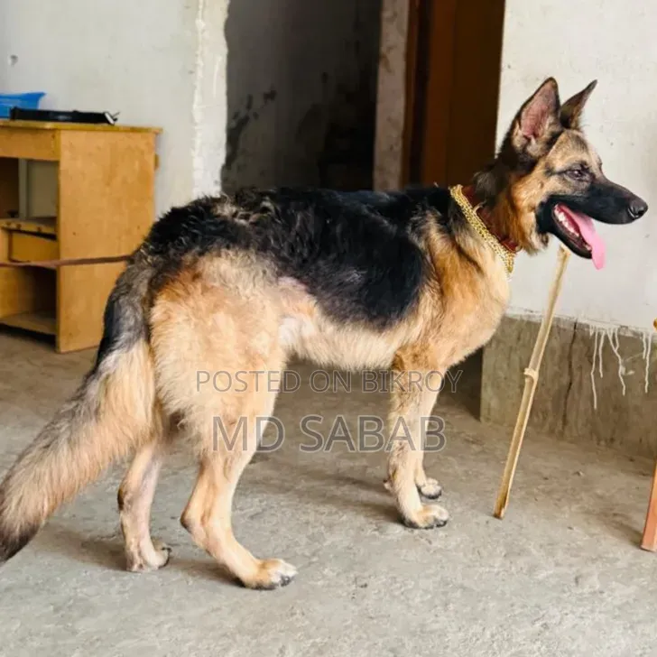 ৬-১২ মাস বয়সী পুরুষ বিশুদ্ধ জার্মান শেফার্ড