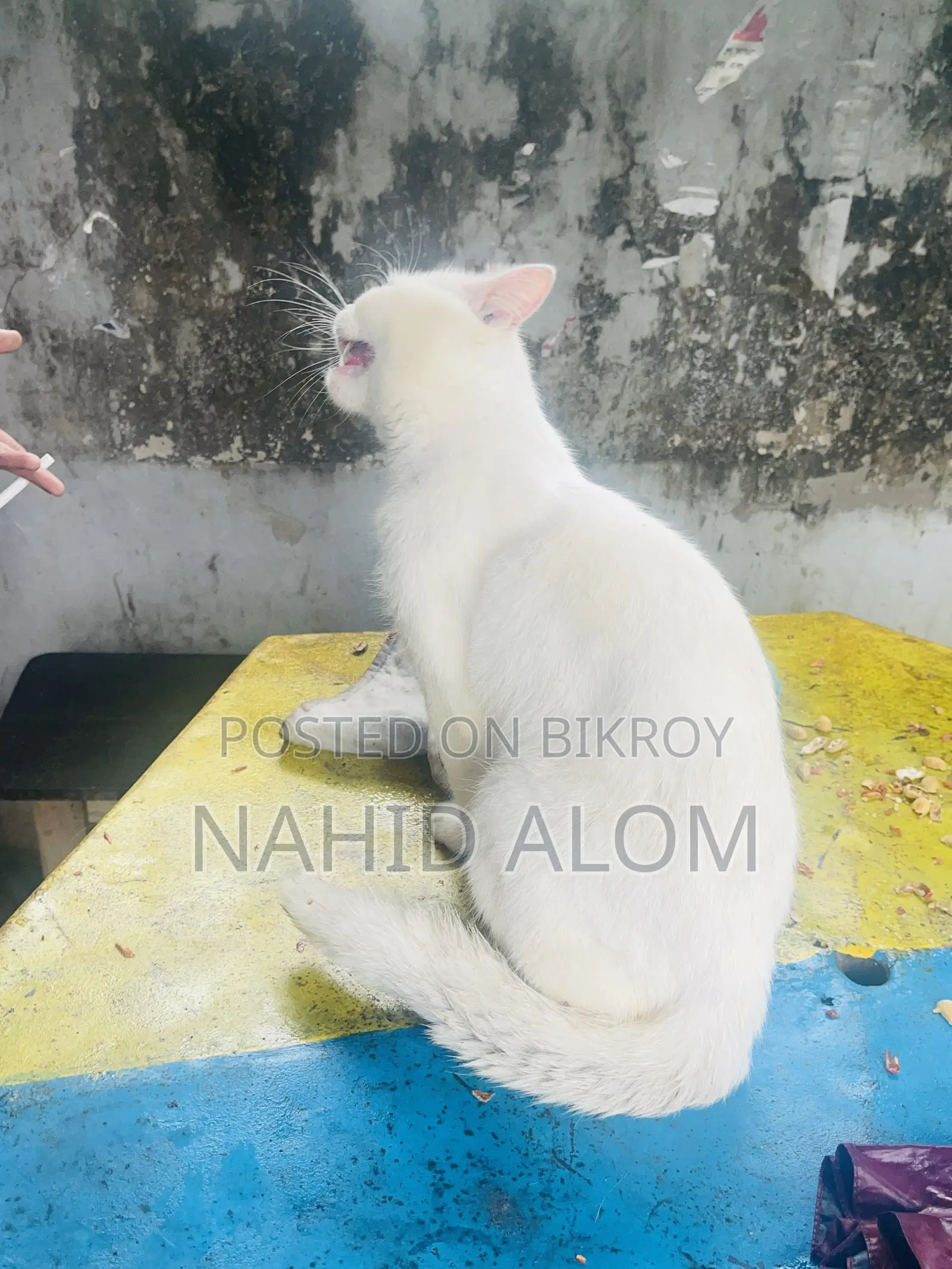 ৬-১২ মাসের নর খাঁটি পার্সিয়ান