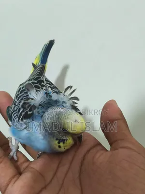Gold Face Jp Budgie