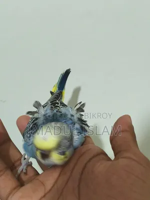 Gold Face Jp Budgie