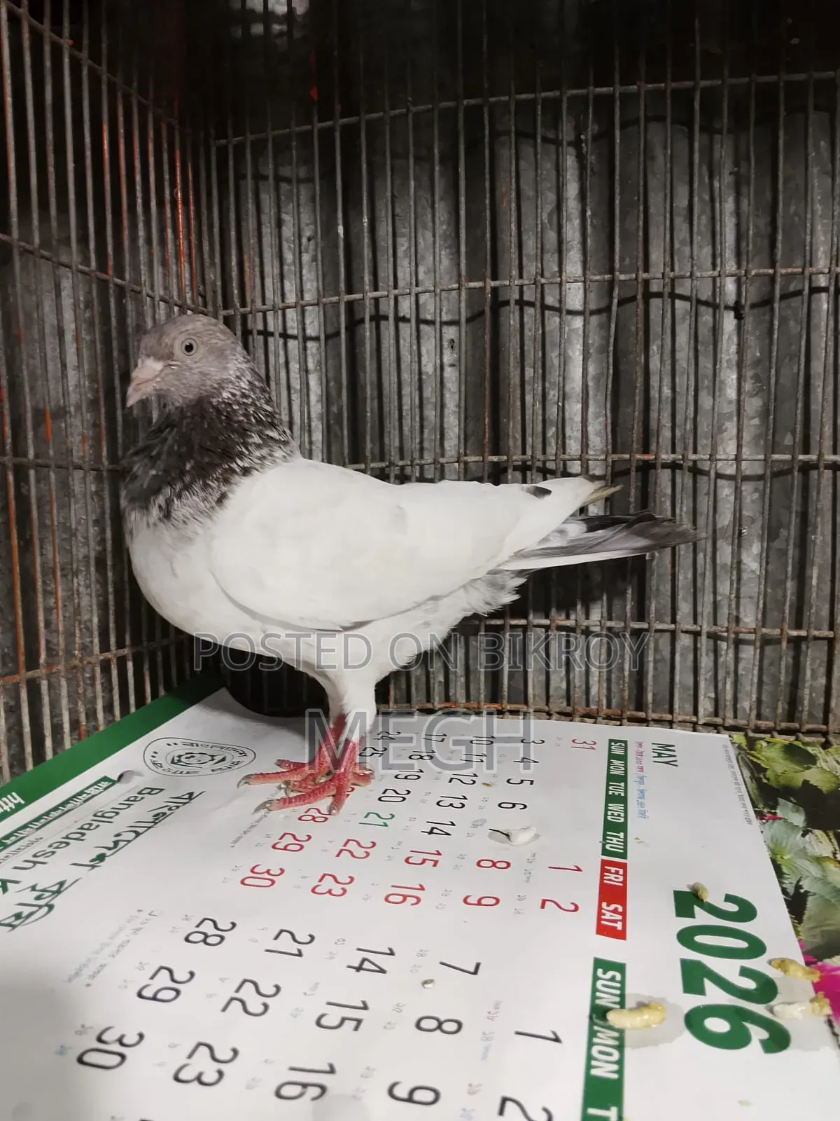 Highflyer Pigeon