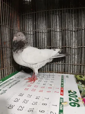 Highflyer Pigeon