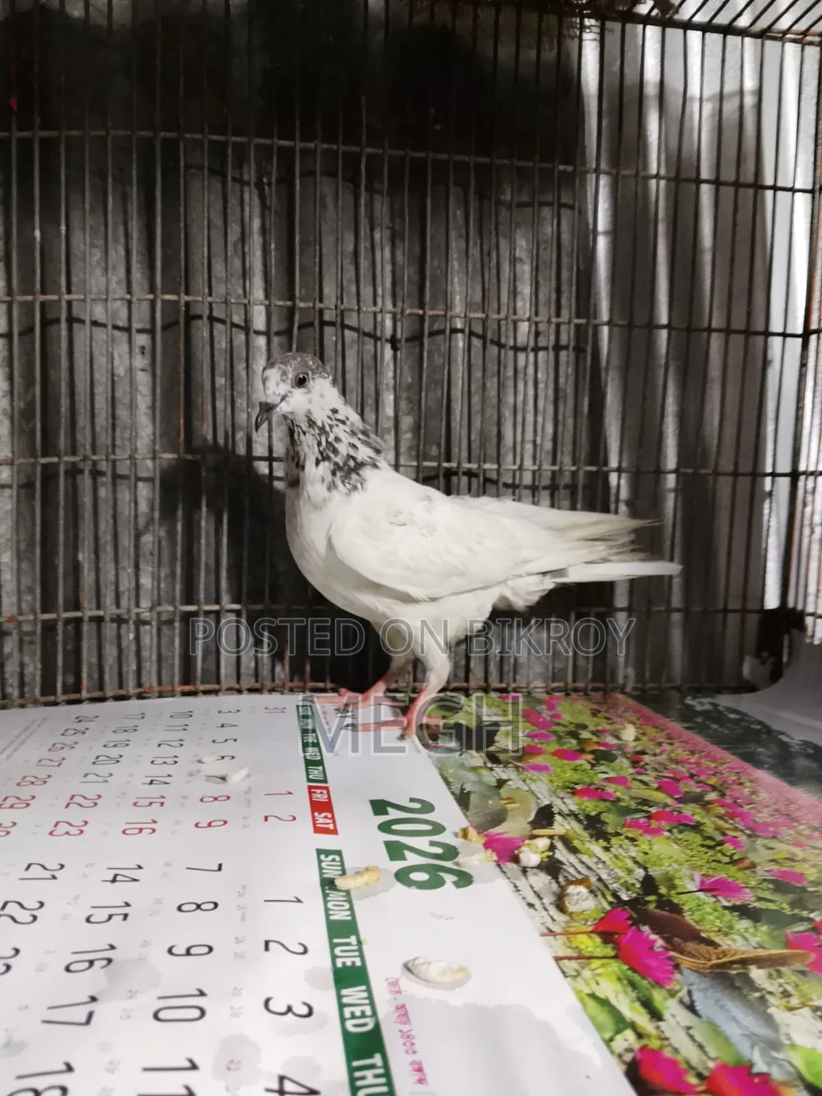 Highflyer Pigeon