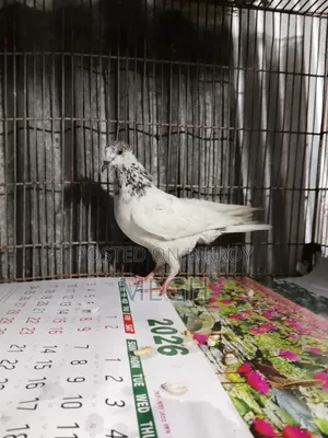 Highflyer Pigeon
