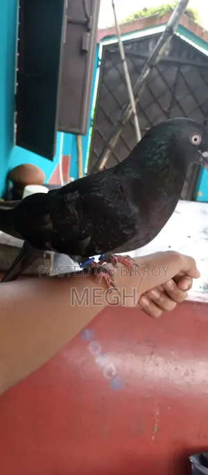 Highflyer Pigeon