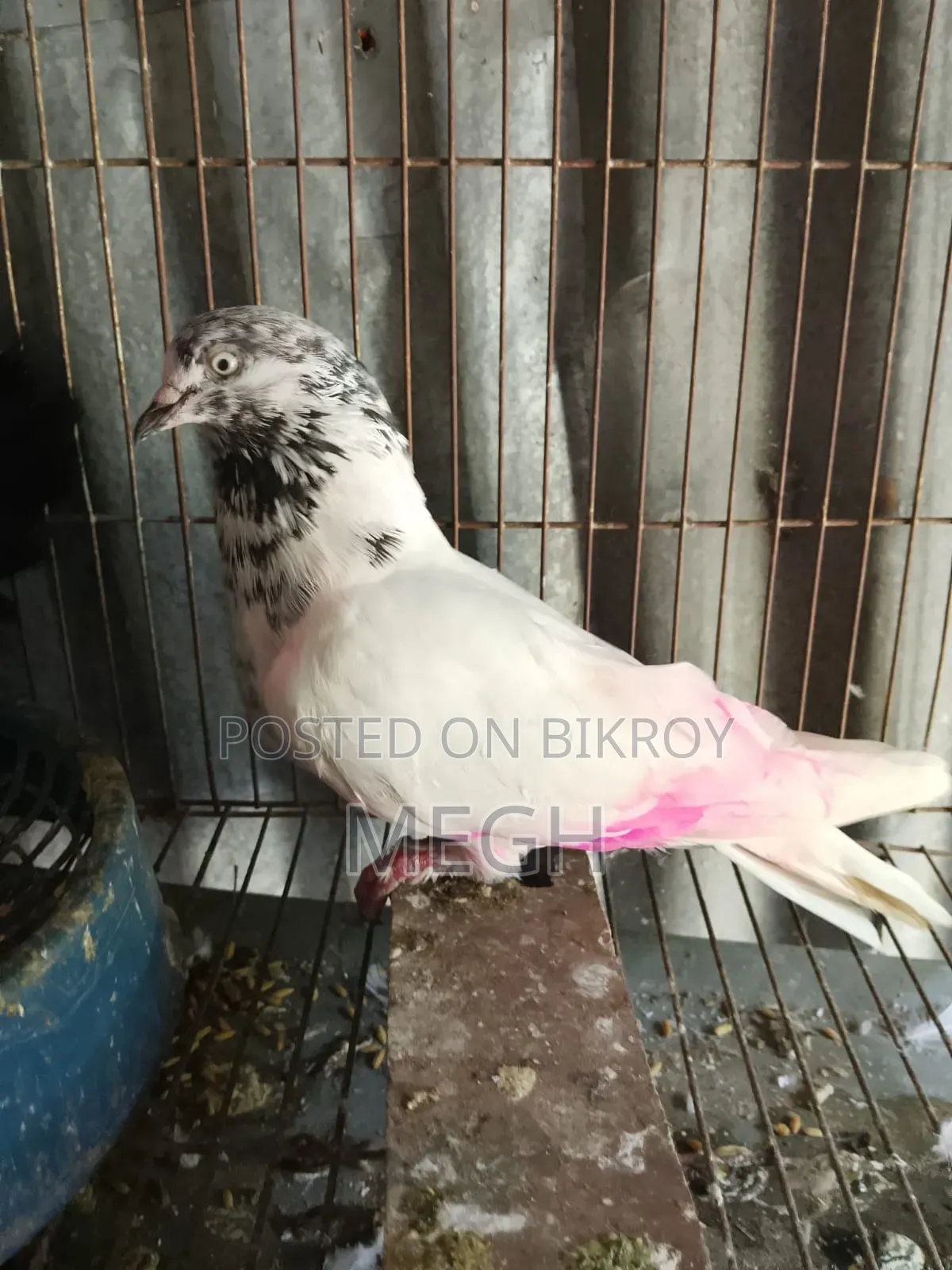 Highflyer Pigeon