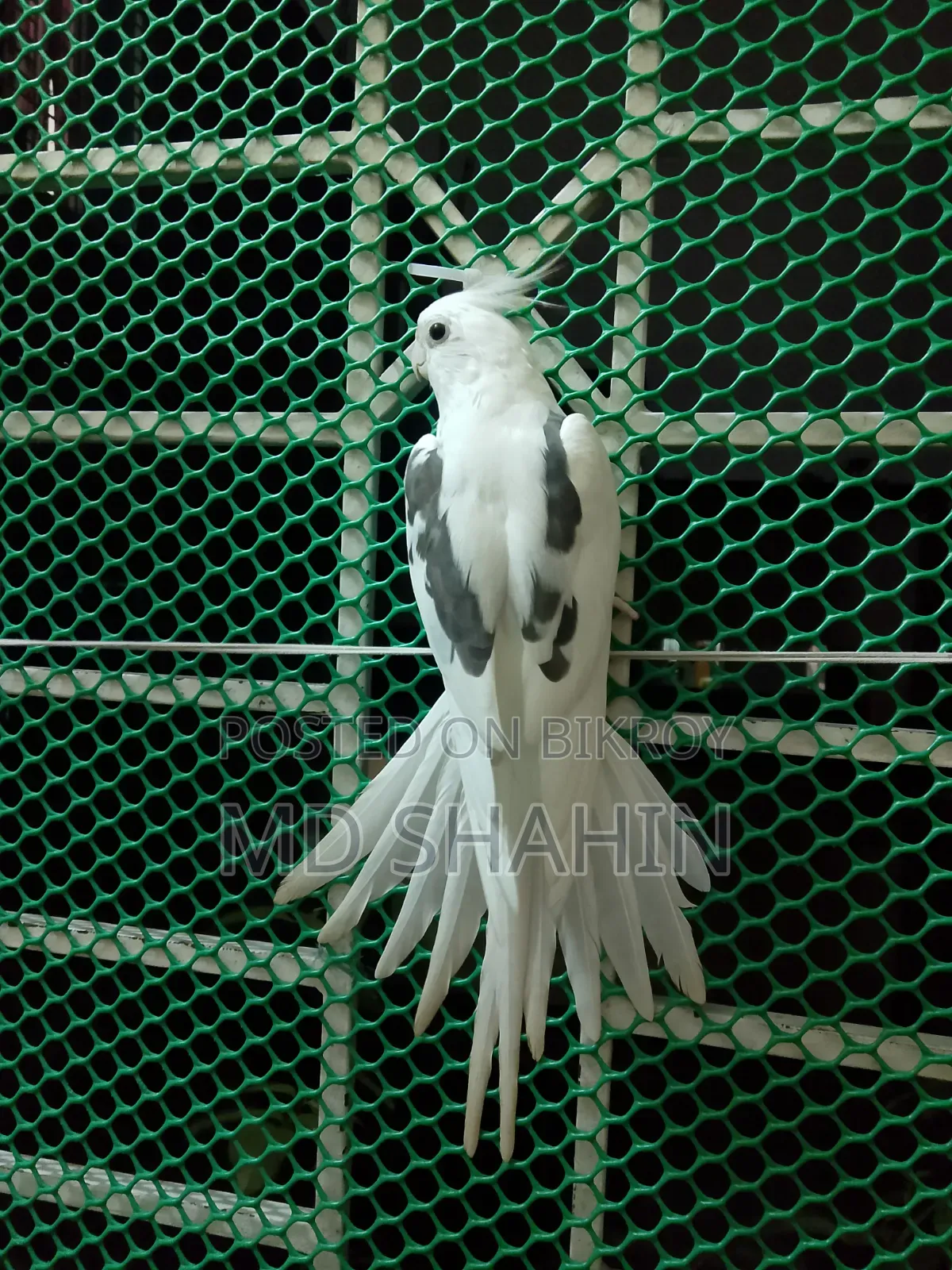 Cockatiel. Tamed Cockatiel. Male