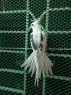 Cockatiel. Tamed Cockatiel. Male