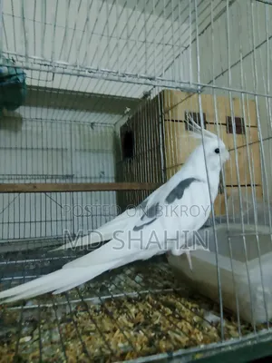 Cockatiel. Tamed Cockatiel. Male