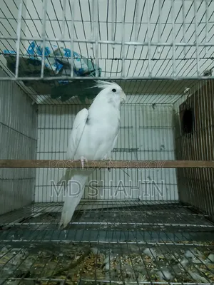 Cockatiel. Tamed Cockatiel. Male