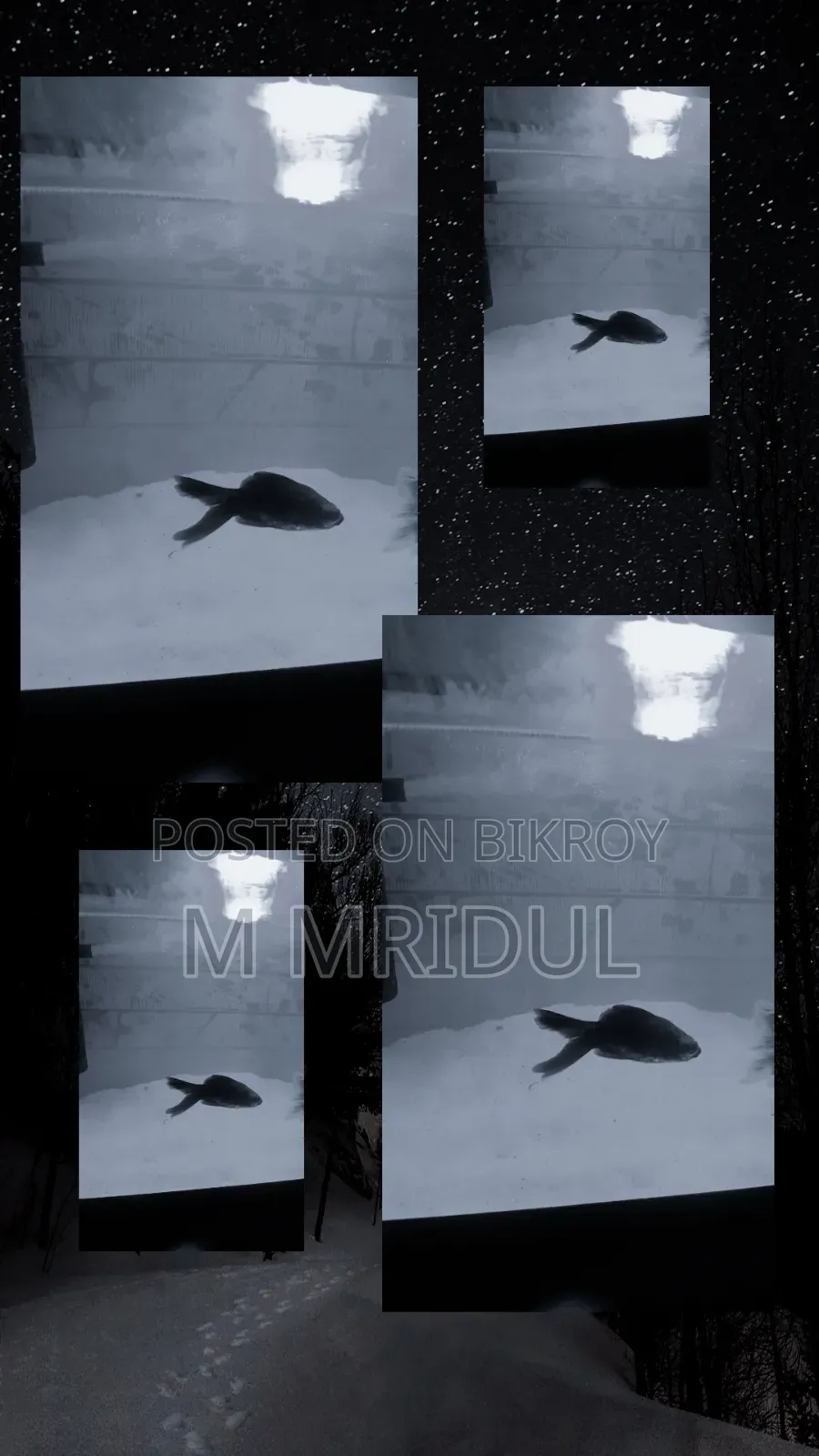 ব্ল্যাক গোল্ড ফিশ