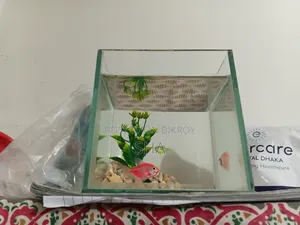 The fish will be sold.