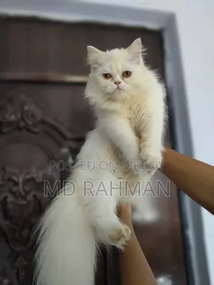 1-3 Months Female Purebred Persian
