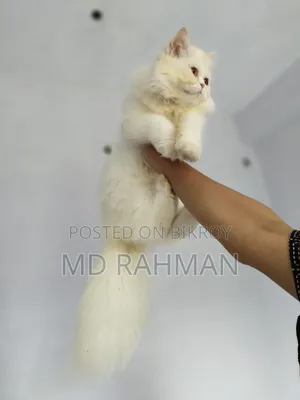 1-3 Months Female Purebred Persian