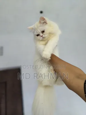 1-3 Months Female Purebred Persian