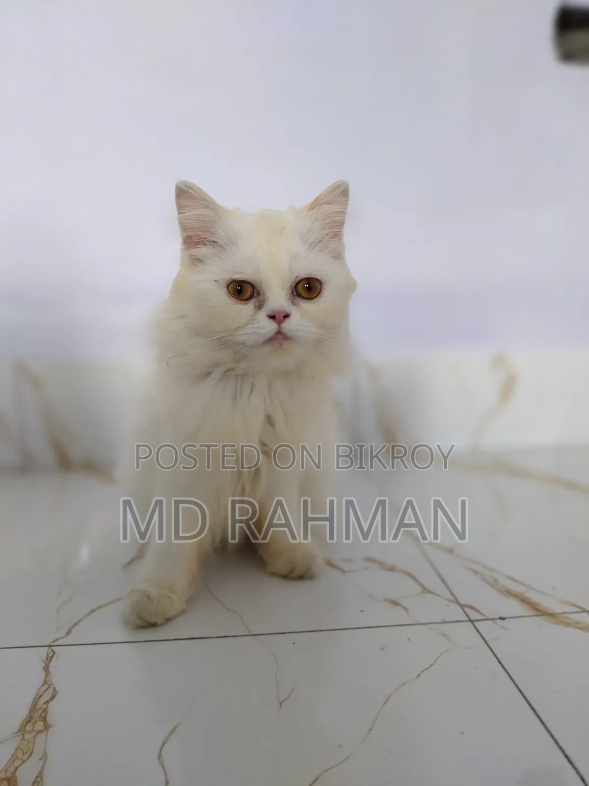 1-3 Months Female Purebred Persian