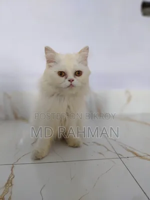 1-3 Months Female Purebred Persian