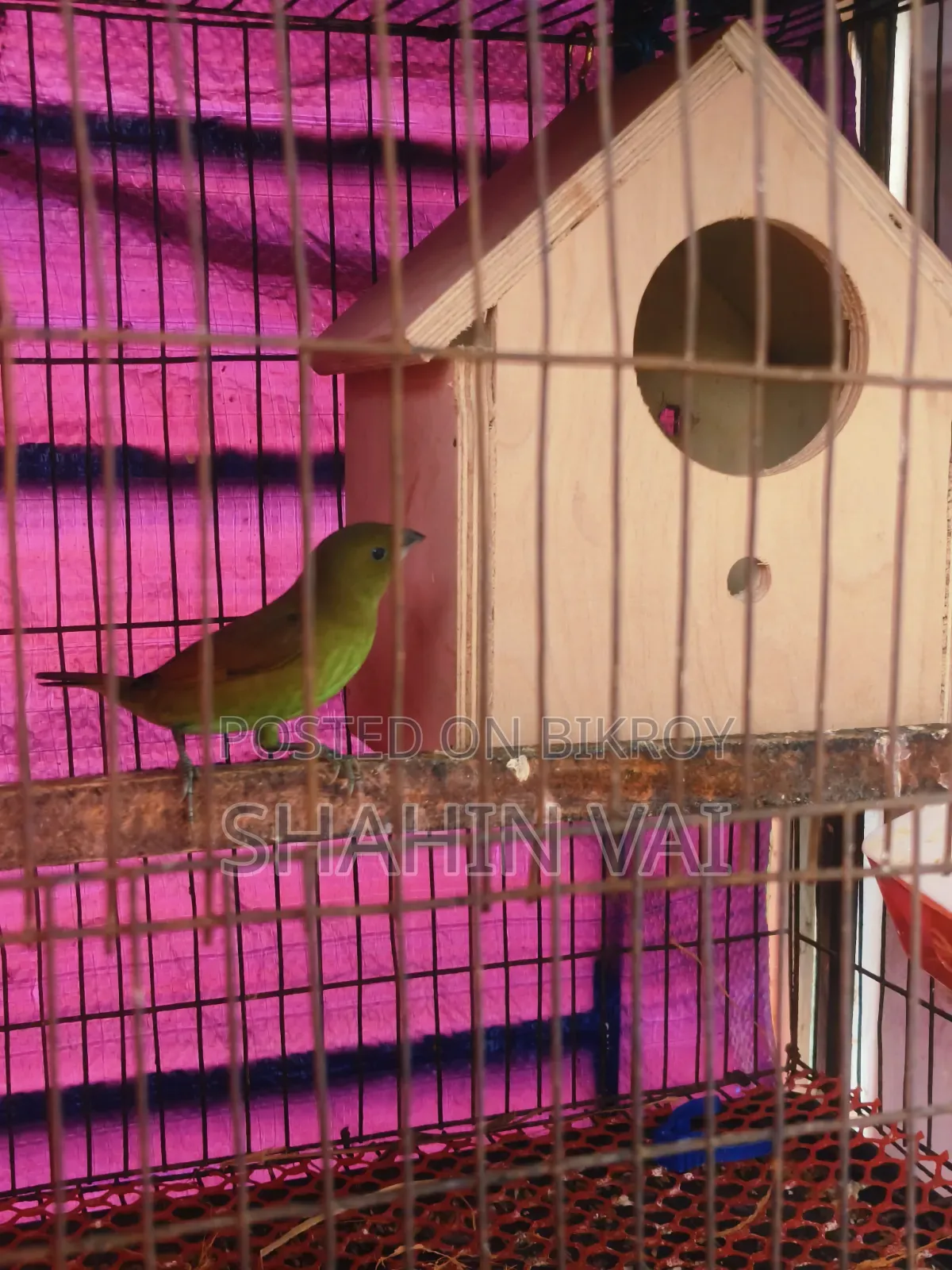 Finch Bird