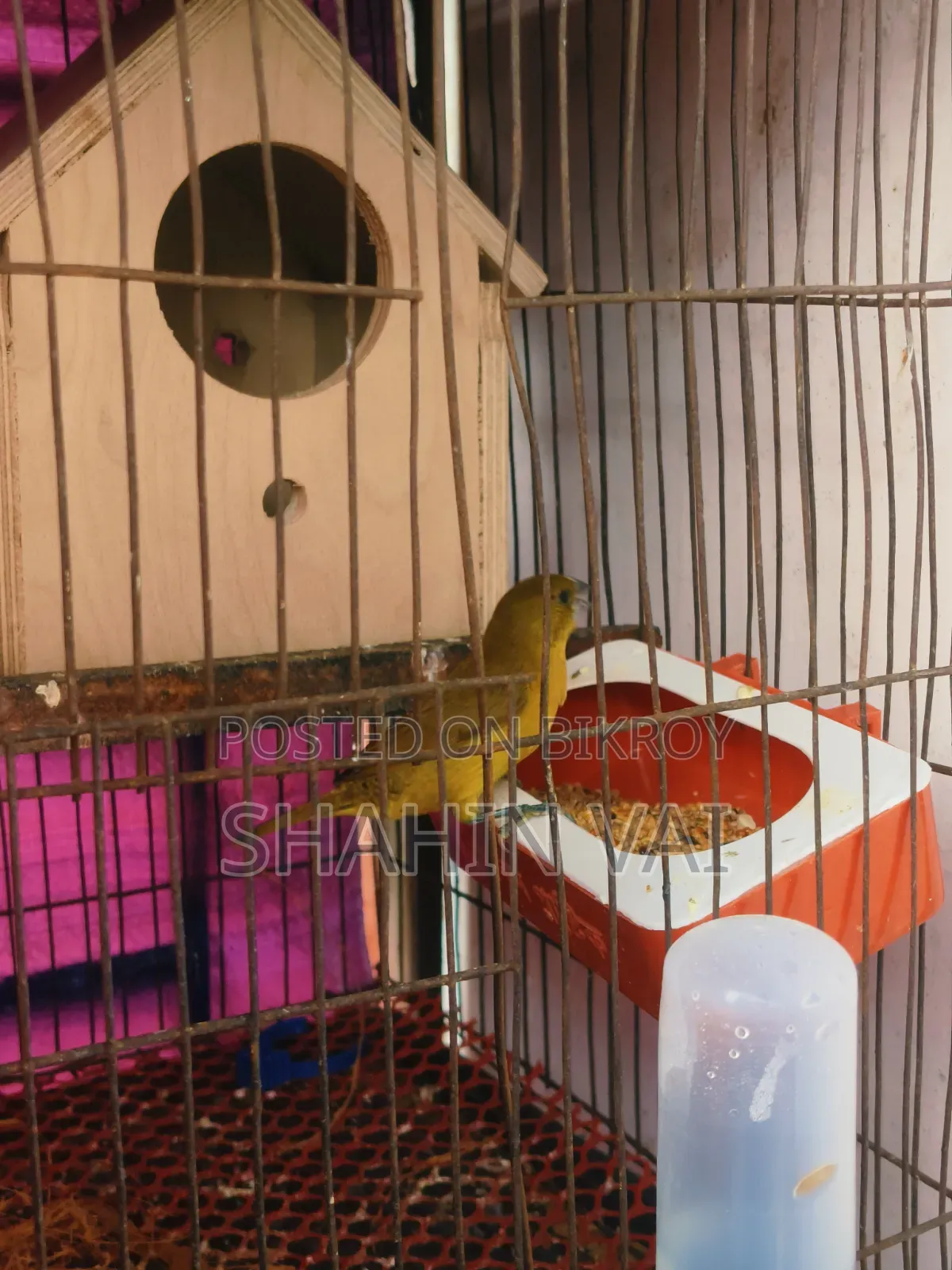 Finch Bird
