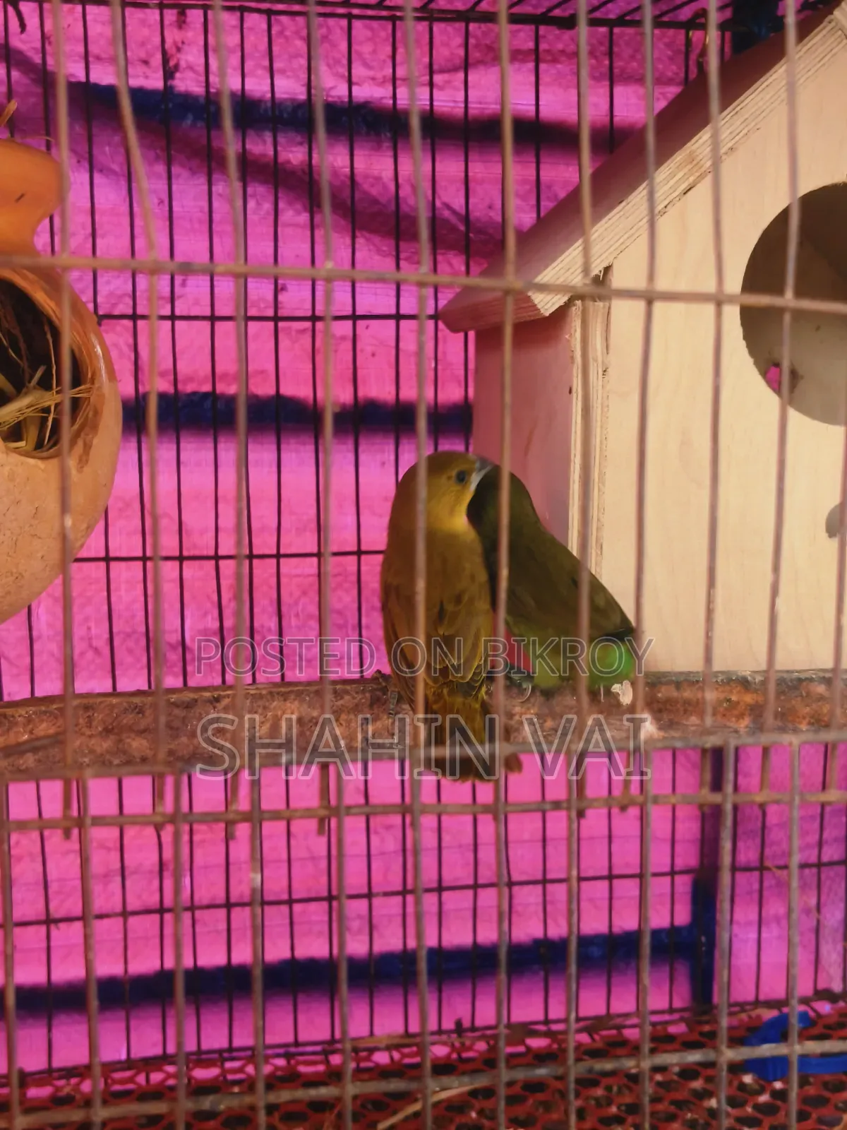 Finch Bird