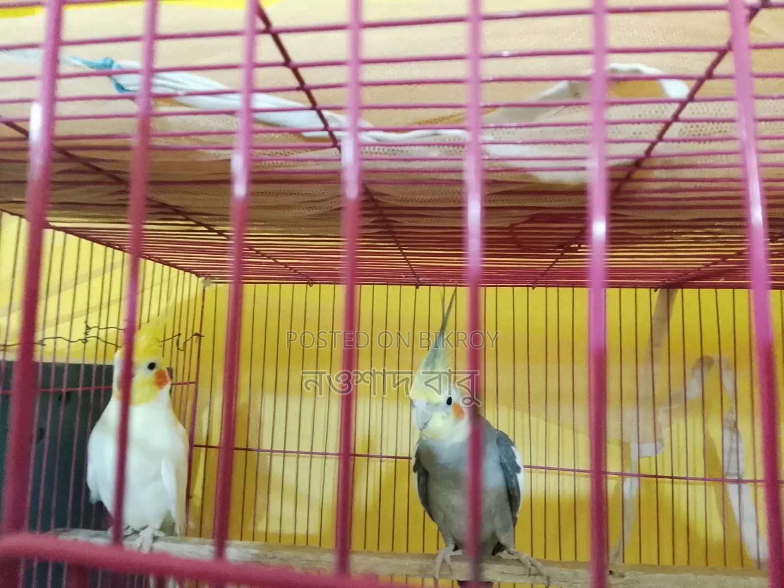 Cockatiel Bird... Tongi, Gazipur