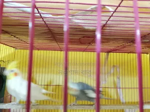 Cockatiel Bird... Tongi, Gazipur