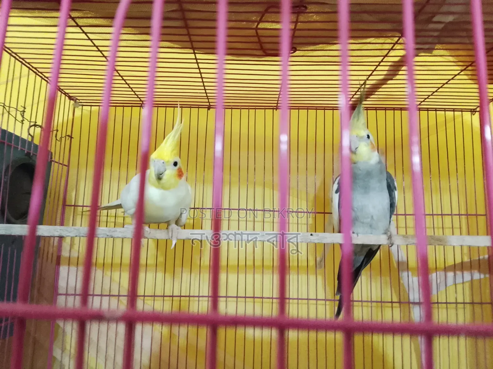 Cockatiel Bird... Tongi, Gazipur