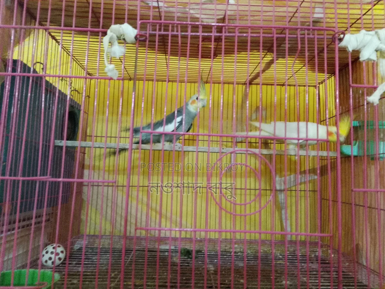 Cockatiel Bird... Tongi, Gazipur